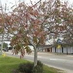 Rhus copallinum Агульны выгляд