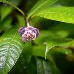 Psychotria urbaniana Flower