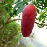 Coccinia grandis Fruit