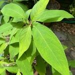 Hydrangea aspera Leaf