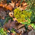 Senecio squalidus Kwiat