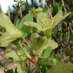 Rhododendron trichocladum Flower