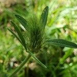 Trifolium squarrosum 果