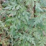 Bidens bipinnata Deilen