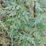 Bidens bipinnata Leaf