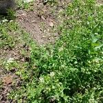 Capsella bursa-pastoris Habit