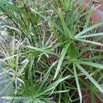 Cyperus alternifolius Leaf