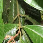 Miconia trinervia Leaf