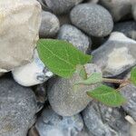 Atriplex glabriuscula Folla