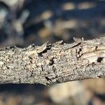 Prosopis velutina Bark