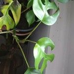 Monstera minima Blatt