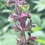 Stachys sylvatica Flor