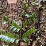 Pseudopiptadenia psilostachya Yaprak