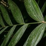 Chamaedorea crucensis 葉
