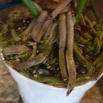 Anthurium hookeri その他の提案