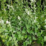 Althaea officinalis Folha