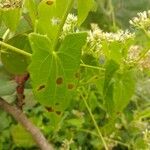 Mikania micrantha Leaf