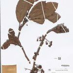 Doliocarpus guianensis Лист
