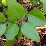 Carissa spinarum Leaf