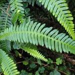 Blechnum spicant Leaf