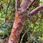 Rhododendron griffithianum Bark