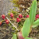 Bulbophyllum falcatum Hàbitat