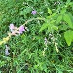 Desmodium canescens Blüte