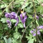 Aconitum septentrionale Květ