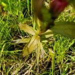 Castilleja parviflora Blatt