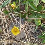 Potentilla reptansफूल