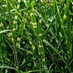 Miscanthus sinensis Likasa
