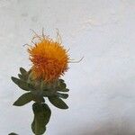 Carthamus tinctorius Çiçek