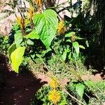 Justicia aurea Hábito