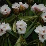 Rhododendron × geraldii Flower