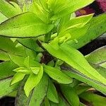 Symphyotrichum dumosum Blatt