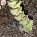 Crassula perforata Leaf