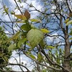 Catalpa speciosa Φύλλο