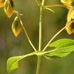 Hypericum richeri Fulla