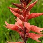 Sacoila lanceolata Flower