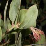 Arctostaphylos glandulosa 花