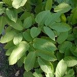 Aralia racemosa Levél