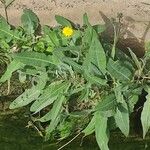 Sonchus maritimus পাতা