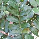Schotia latifolia Hoja