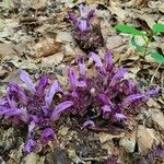 Lathraea clandestinaFlower