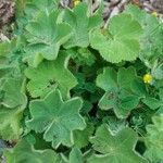 Alchemilla mollisList