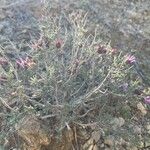 Thymus longiflorus Leaf