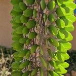 Alluaudia ascendens Hoja