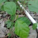 Sida rhombifolia 葉
