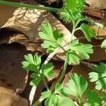 Fumaria capreolata Leaf