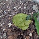 Sechium edule Φρούτο